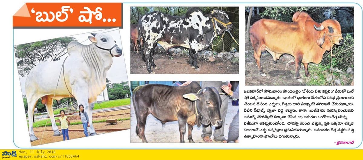 Ankush bull show on 11-07-2016 