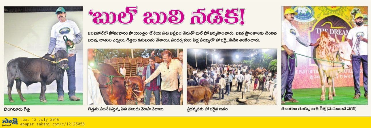 Ankush bull show on 12-07-2016 