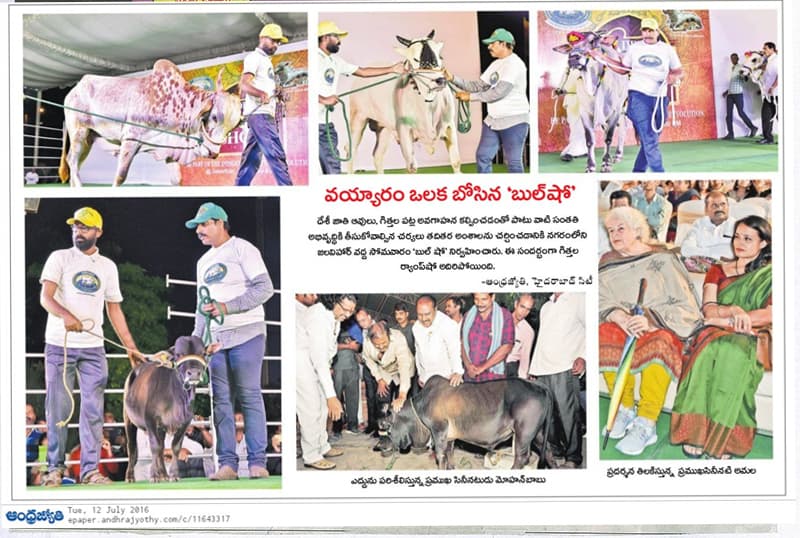 Ankush bull show on 12-07-2016 
