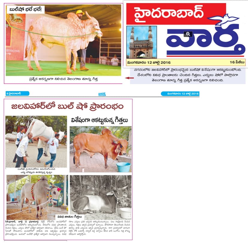 Ankush bull show on 12-07-2016 