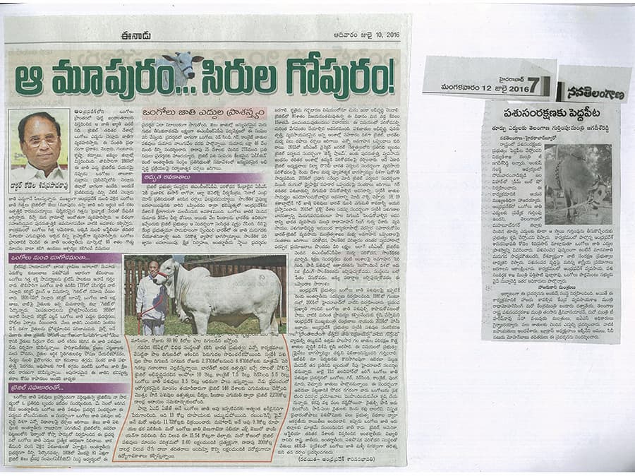 Ankush bull show on 10-07-2016 